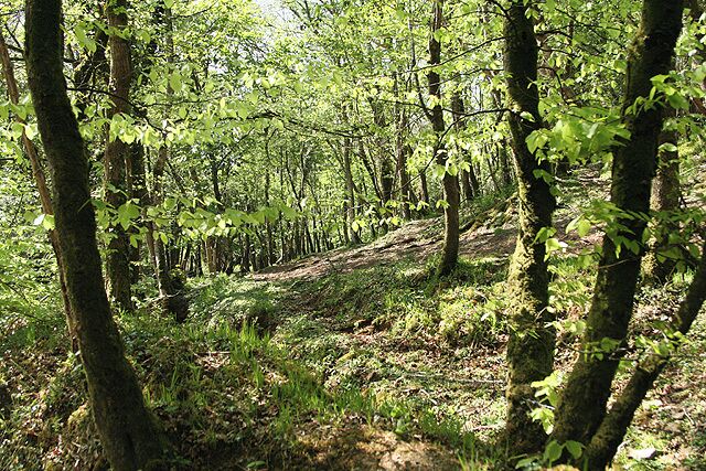 King's Nympton: woodland by the Catham Lake Looking west