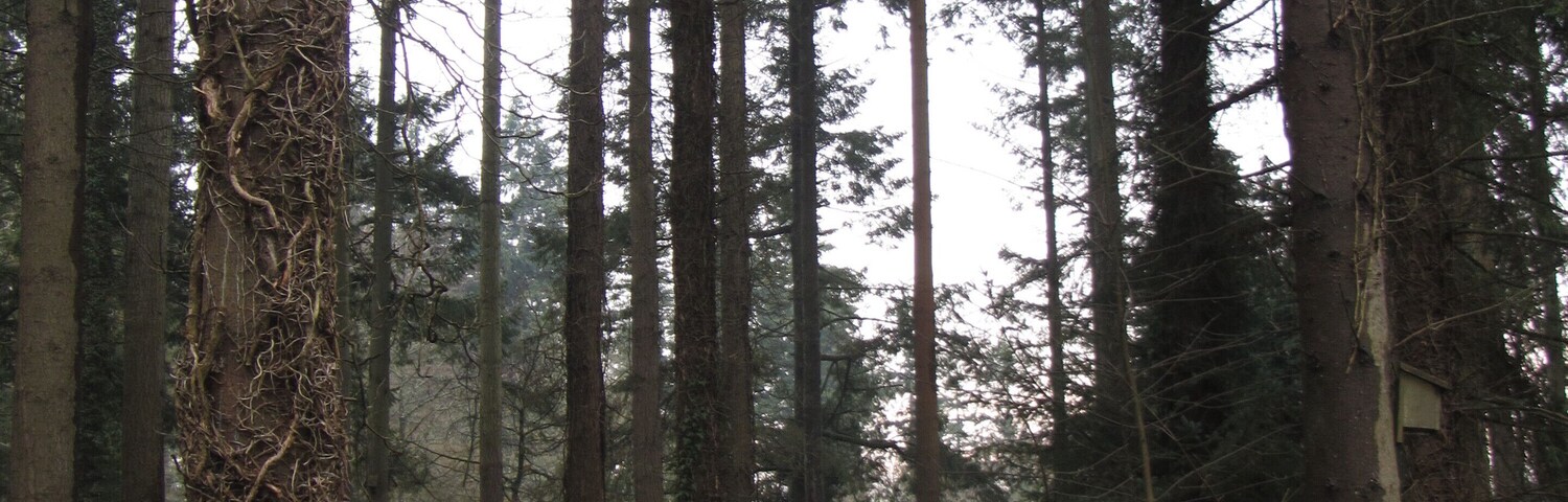 Tall Firs, Eggesford Forest - Hilltown Car Park - Jan 2012