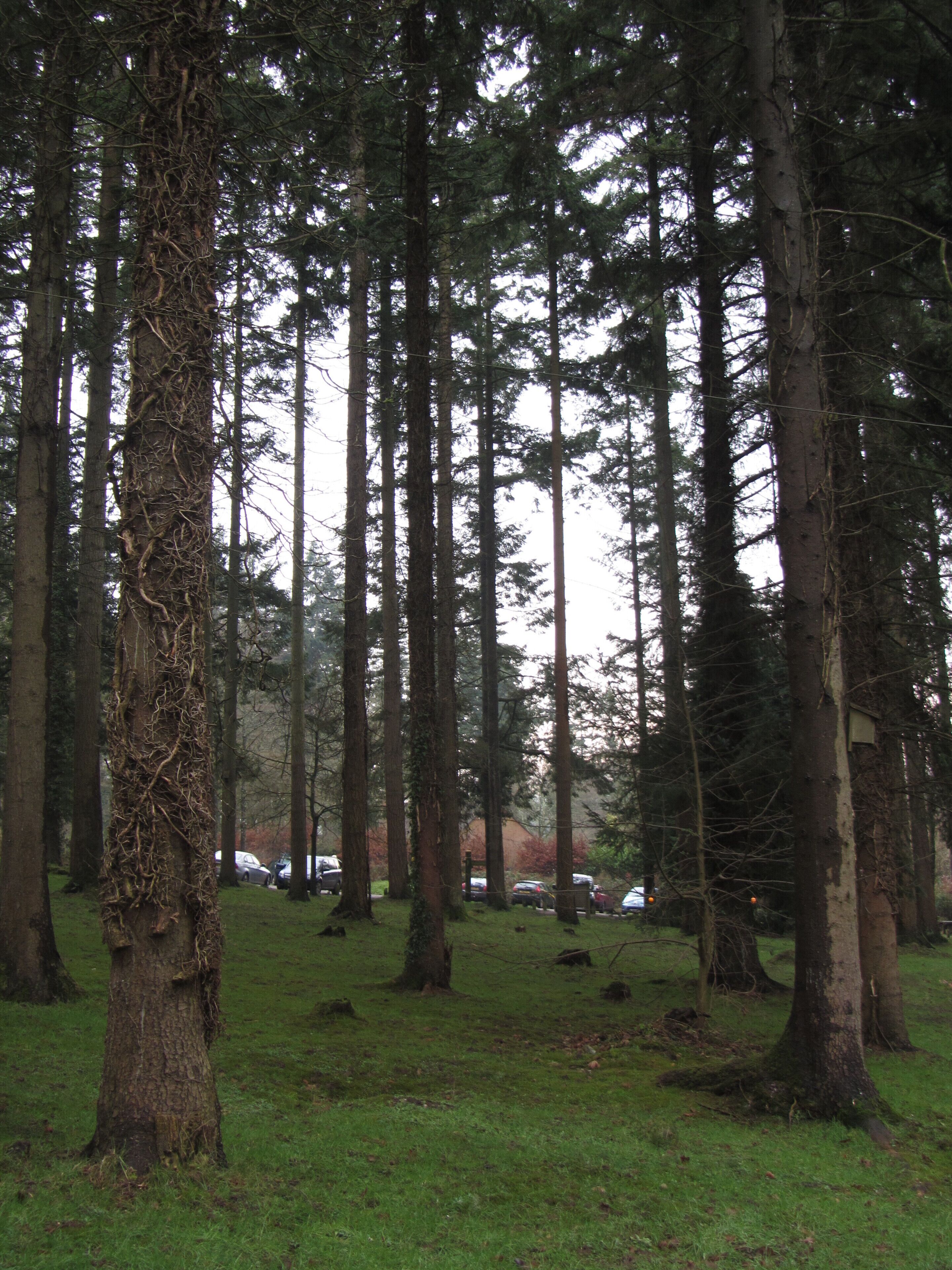 A dense forest with tall trees and a grassy clearing.