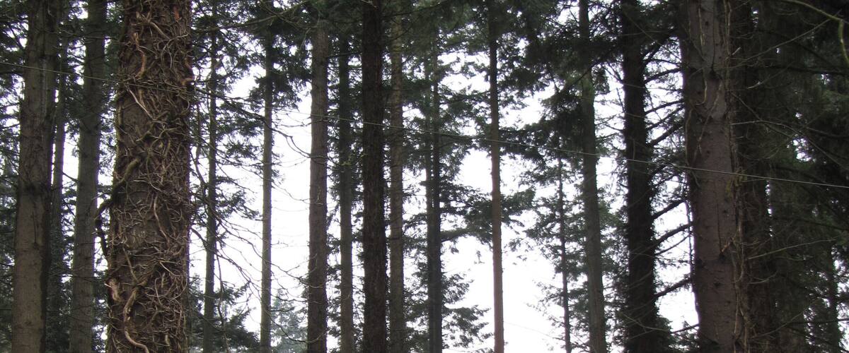 A dense forest with tall trees and a grassy clearing.