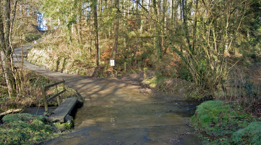 A ford in Affeton Wood