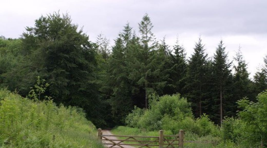 North Down Plantation This forms part of the Eggesford woodlands, which are the site of the Forestry Commission's first planting in 1919. Here Wembworthy Footpath 1 (as described on the DCC ROW 1:1250 map, but shown as a bridleway on the smaller scale OS maps) leaves the small car park by the lane at Heywood and drops into mixed woodland on its way towards Labdon.