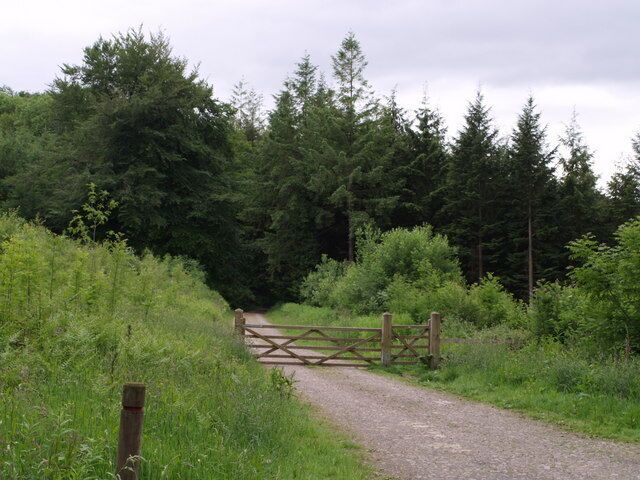 A gravel path leading to a wooden gate in a forested area.
