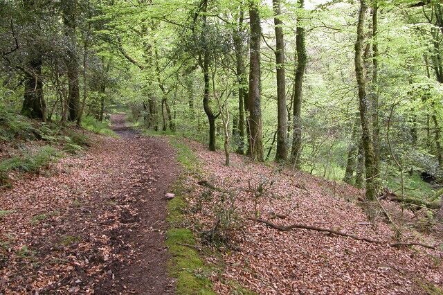 Bridleway through South Wood, Ashreigney.