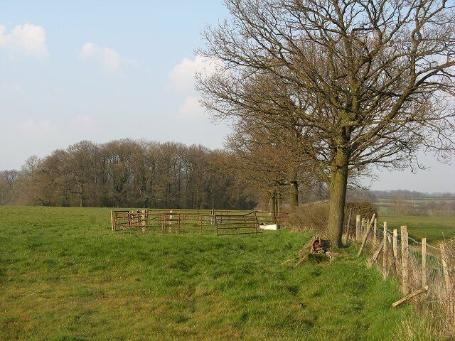 Sheep pens Hurdled enclosures for sheep handling. As always in Ape Dale, there are oak trees in the hedgerows, quite young ones (c.50 years old) in this case.