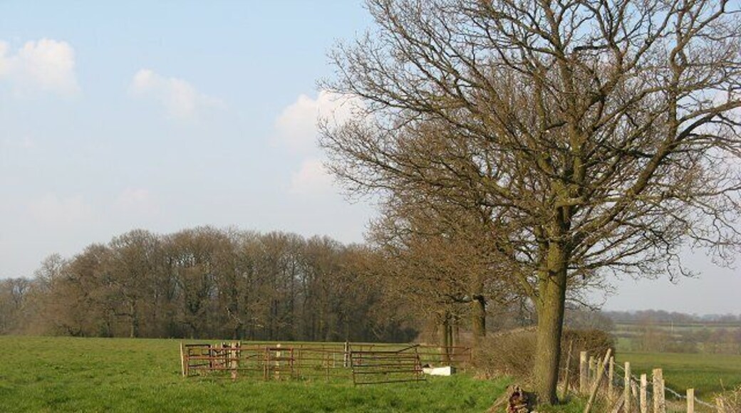 Sheep pens Hurdled enclosures for sheep handling. As always in Ape Dale, there are oak trees in the hedgerows, quite young ones (c.50 years old) in this case.