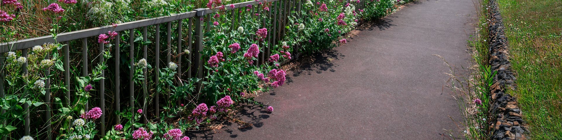 Landscape view of the sea shore in Clacton on Sea with wild flower, blue water and sunny sky in the summertime, in Essex, England