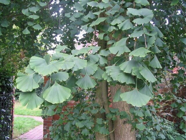 Ginkgo leaves A small but particularly nice specimen of a ginkgo or maidenhair tree [Ginkgo biloba] in a garden in Kirby-le-Soken. Apparently identical fossils 200 million years old are known.