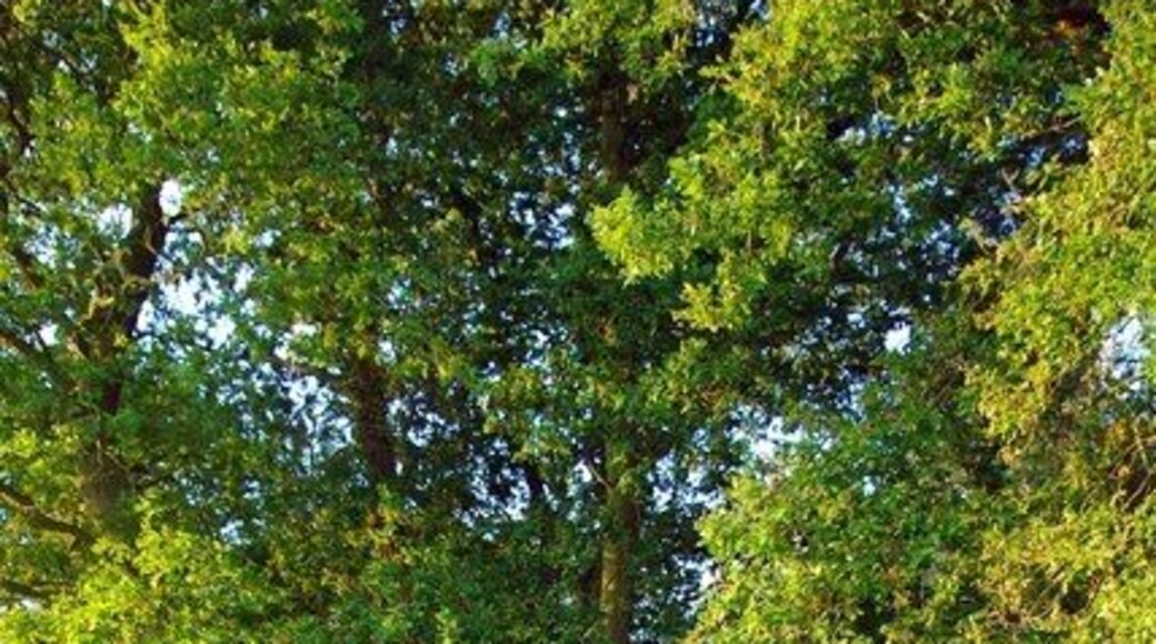 Weeley Hall Wood Weeley Hall Wood is a nature reserve owned by Essex Wildlife Trust it consists of 78 acres of ancient woodland for more information on the reserve see http://www.essexwt.org.uk/sites/Weeleyhall%20Wood.htm