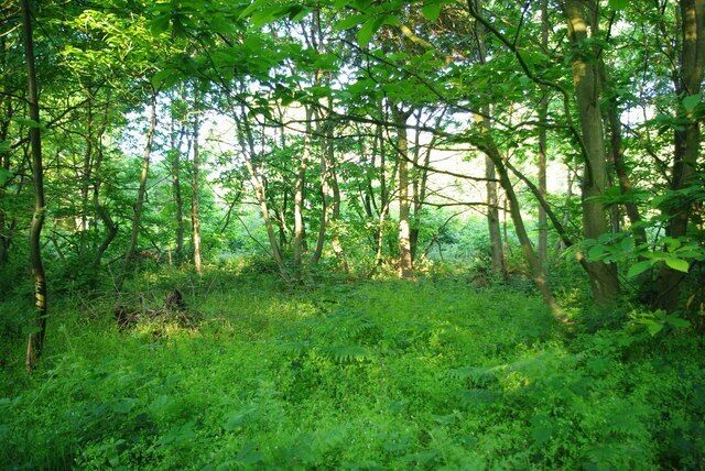 View From The Seat. This is the view over a hazelnut coppice from 1335050 in 1335020 a 78 acre Essex Wildlife Trust Reserve for more information http://www.essexwt.org.uk/sites/Weeleyhall%20Wood.htm
