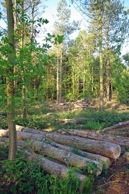 Weeley Hall Crop. These pine logs were planted as a commercial crop in the early part of the last century. The plantation in 1335020 is being thinned out to improve biodiversity in the 78 acre nature reserve owned by Essex Wildlife Trust. See http://www.essexwt.org.uk/sites/Weeleyhall%20Wood.htm for more info.