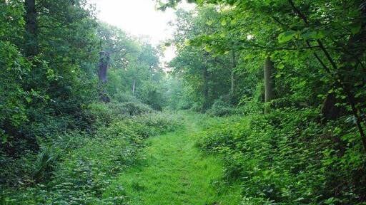 Path Through Weeley Hall Wood. This path runs through 1335020 a 78 acre Essex Wildlife Trust Reserve for more information http://www.essexwt.org.uk/sites/Weeleyhall%20Wood.htm