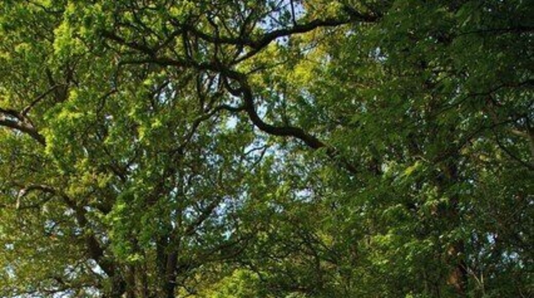 Hill House Lane This Lane in Tendering runs from Thorpe Rd to Whitehall Lane. For much of its length it is a private rd.