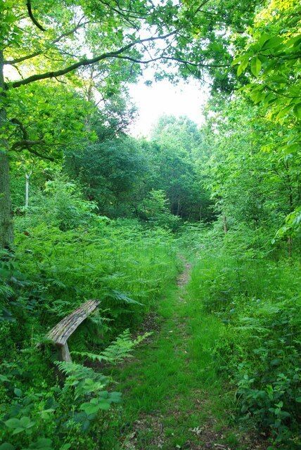 Country Seat? A convenient bench in 1335020 a 78 acre Essex Wildlife Trust Reserve for more information http://www.essexwt.org.uk/sites/Weeleyhall%20Wood.htm