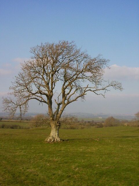 Tree in field near Eaglesfield Crag.