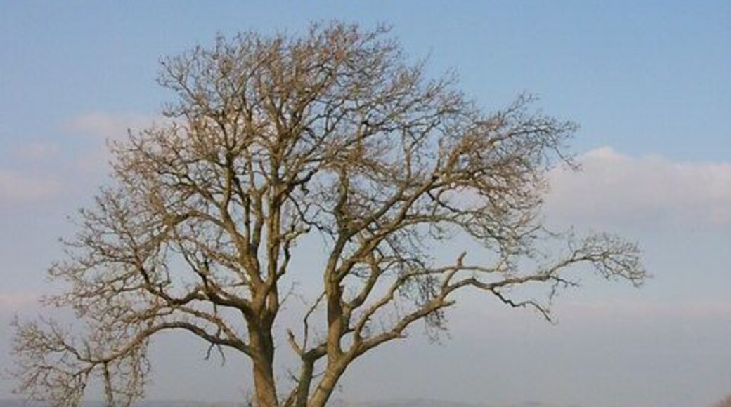 Tree in field near Eaglesfield Crag.