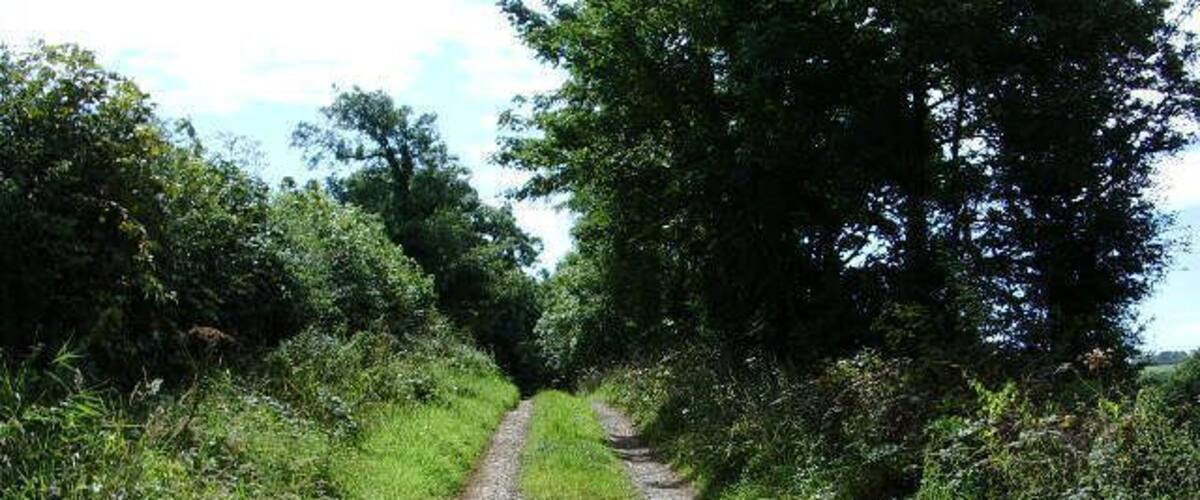 A gravel path flanked by lush greenery and trees.