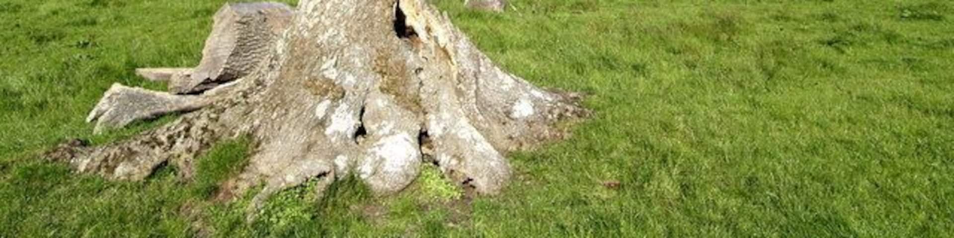 Tree Stump Stuck in the middle of a cattle field, the remains of a lightning-struck tree.