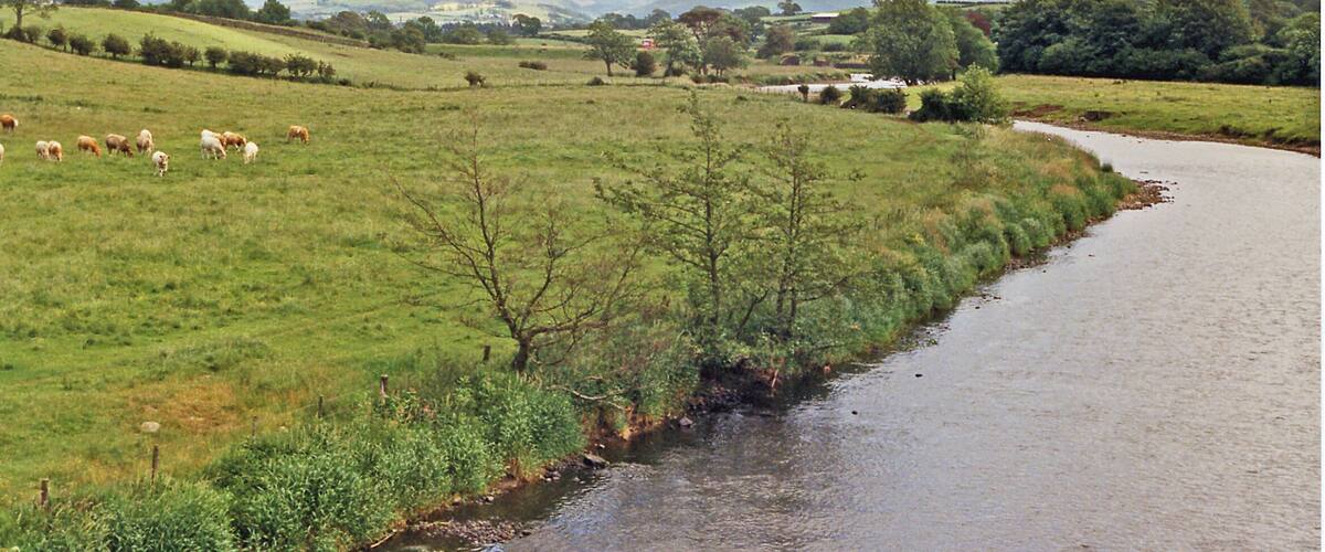 A river flowing through a grassy field with a herd of sheep grazing nearby and mountains in the background.