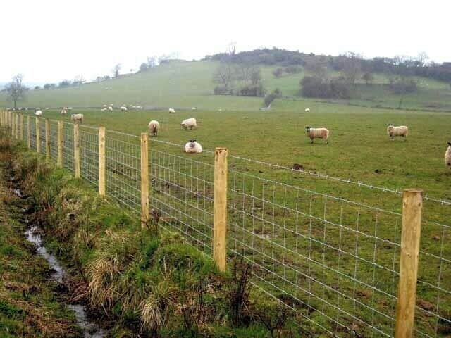 Field with sheep Looking towards Eaglefield Crag NY0927.