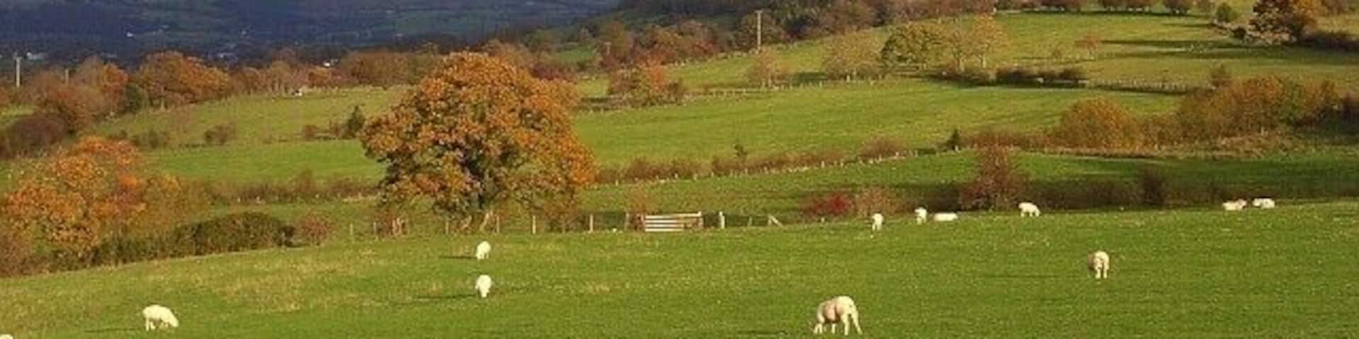 A green field with sheep and a tree.