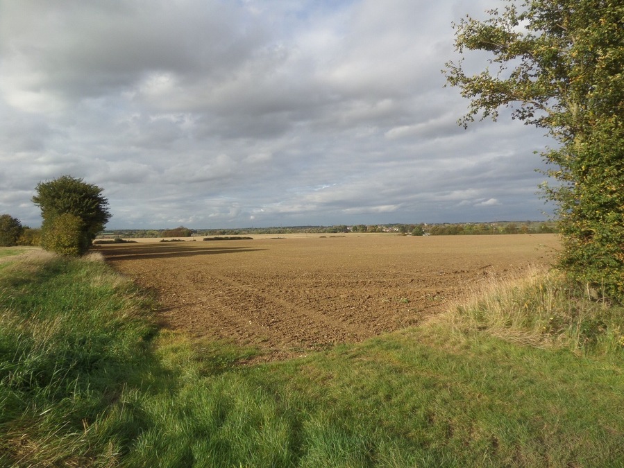 Essex countryside