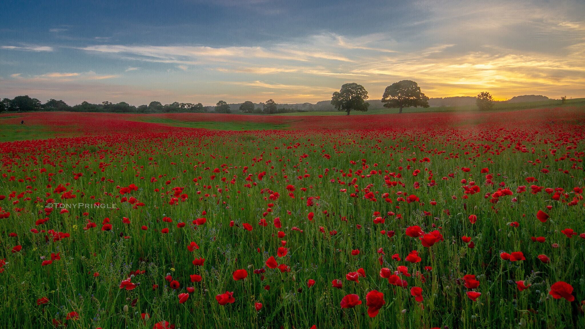500px provided description: 10 minute drive from my house. Love local [#field ,#landscape ,#sunset ,#countryside ,#rural ,#meadow ,#poppies ,#rural scene ,#farmland ,#northumberland ,#cultivated ,#corbridge ,#aydon]