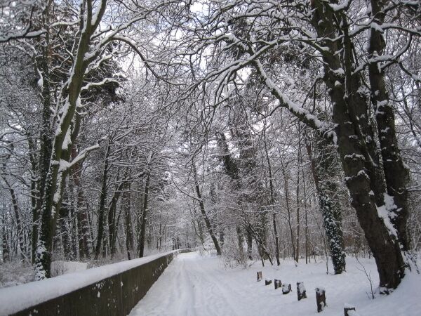 A snow-covered forest path with bare trees and a snow-covered fence.