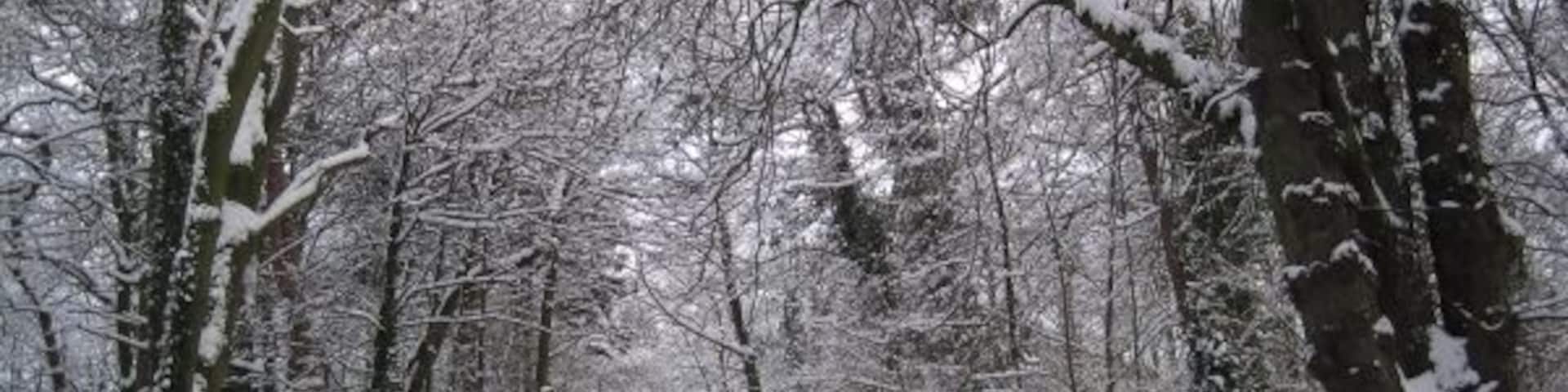 A snow-covered forest path with bare trees and a snow-covered fence.