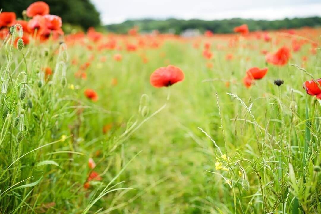 So there's this amazing poppy field just on the outskirts of the lovely village of Corbridge. I think you will see it in full bloom around April/May