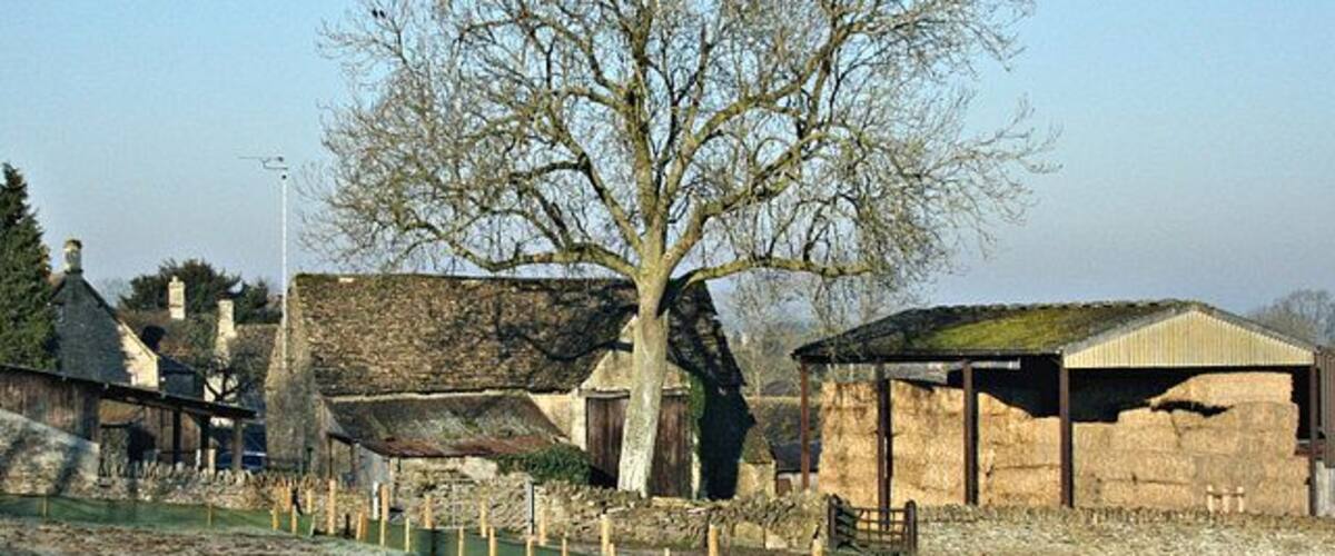 A rural landscape with a large leafless tree, stone buildings, and a fenced area.