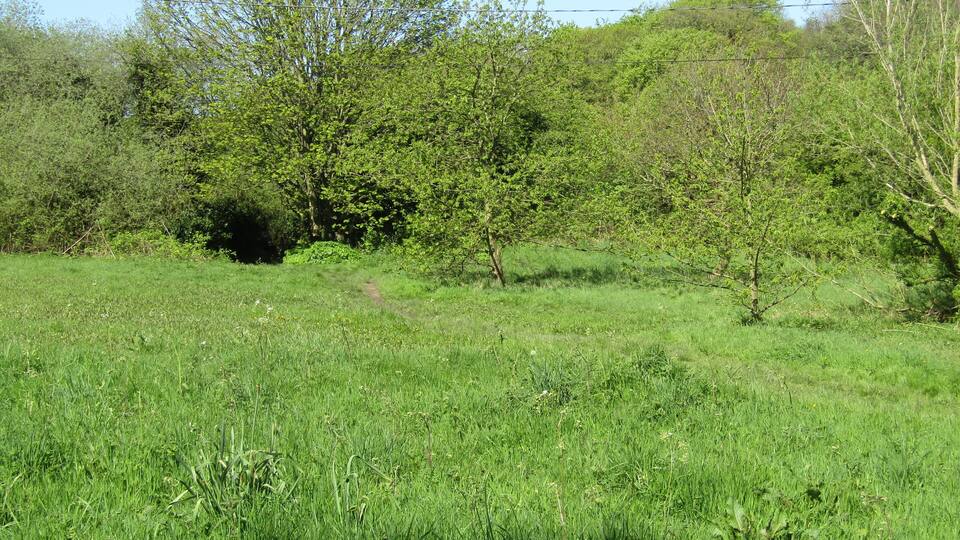 A grassy field with a dirt path leading through it, surrounded by trees and bushes.