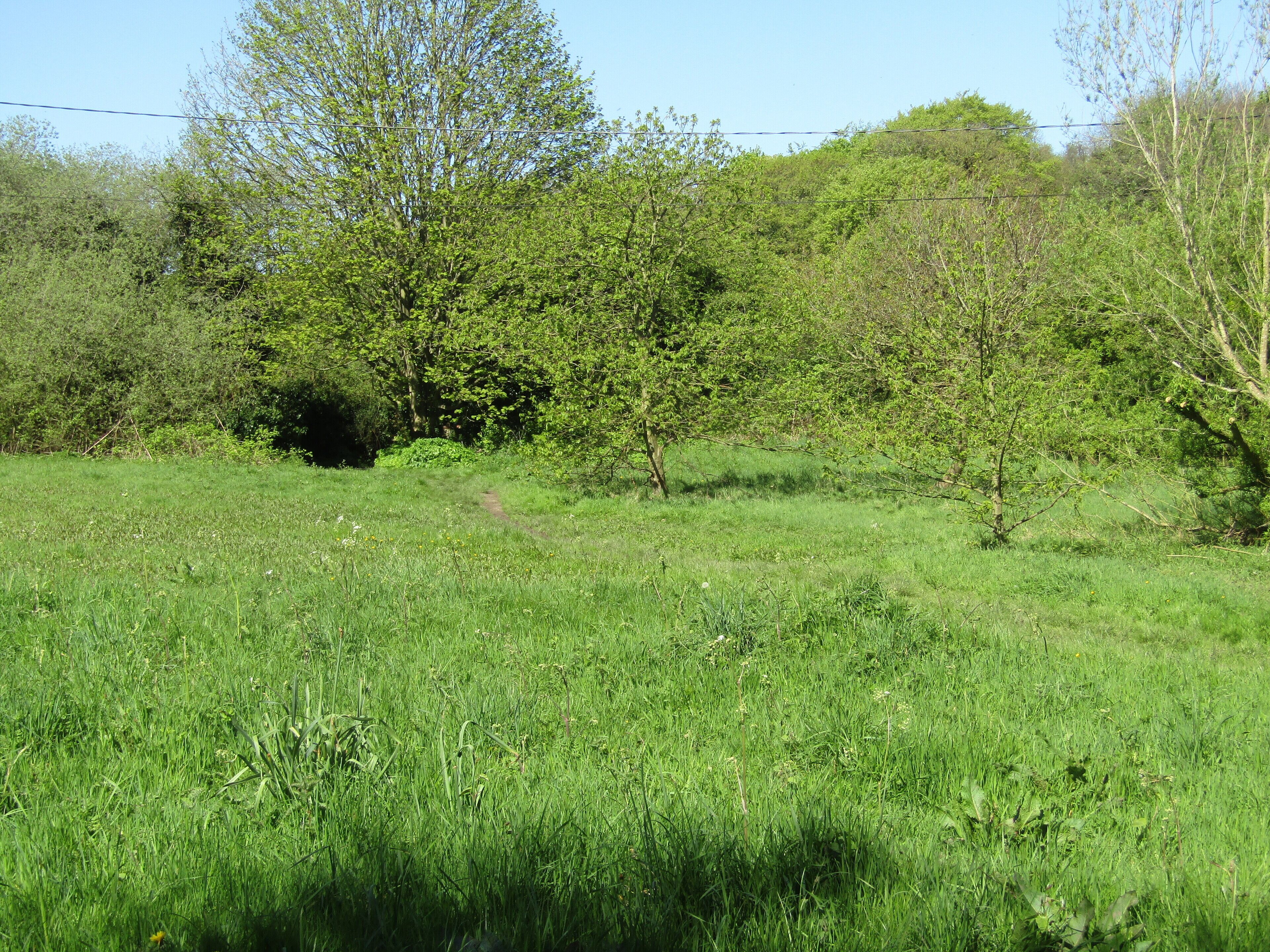A grassy field with a dirt path leading through it, surrounded by trees and bushes.