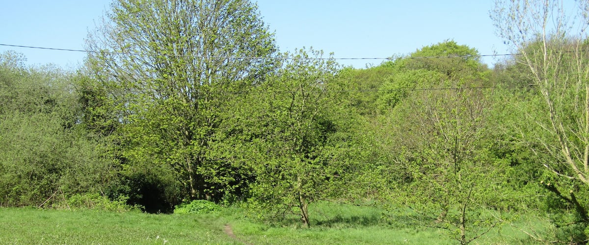 A grassy field with a dirt path leading through it, surrounded by trees and bushes.