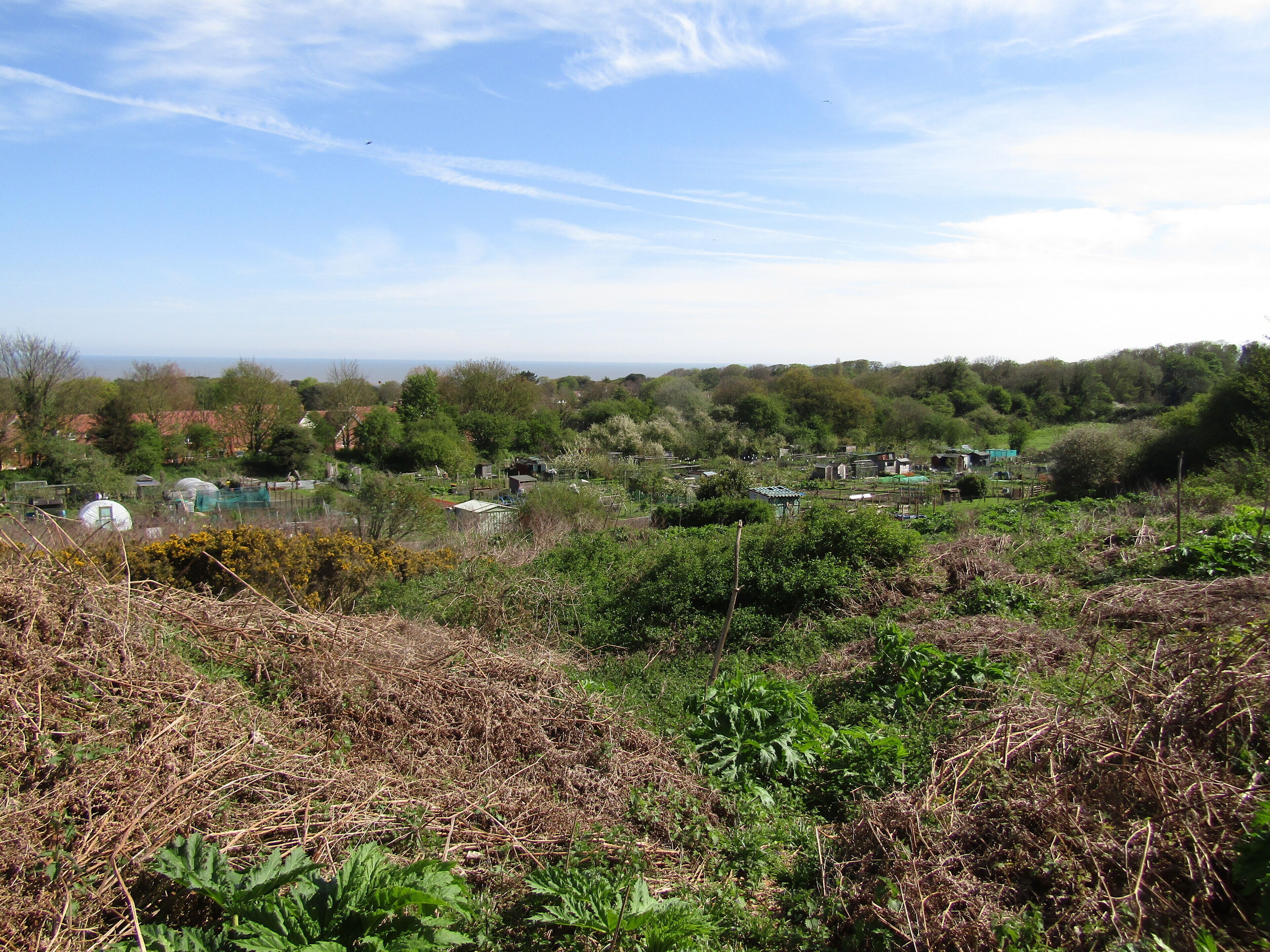 A view across the allotment gardens south of the village of Overstrand, Norfolk, England.
