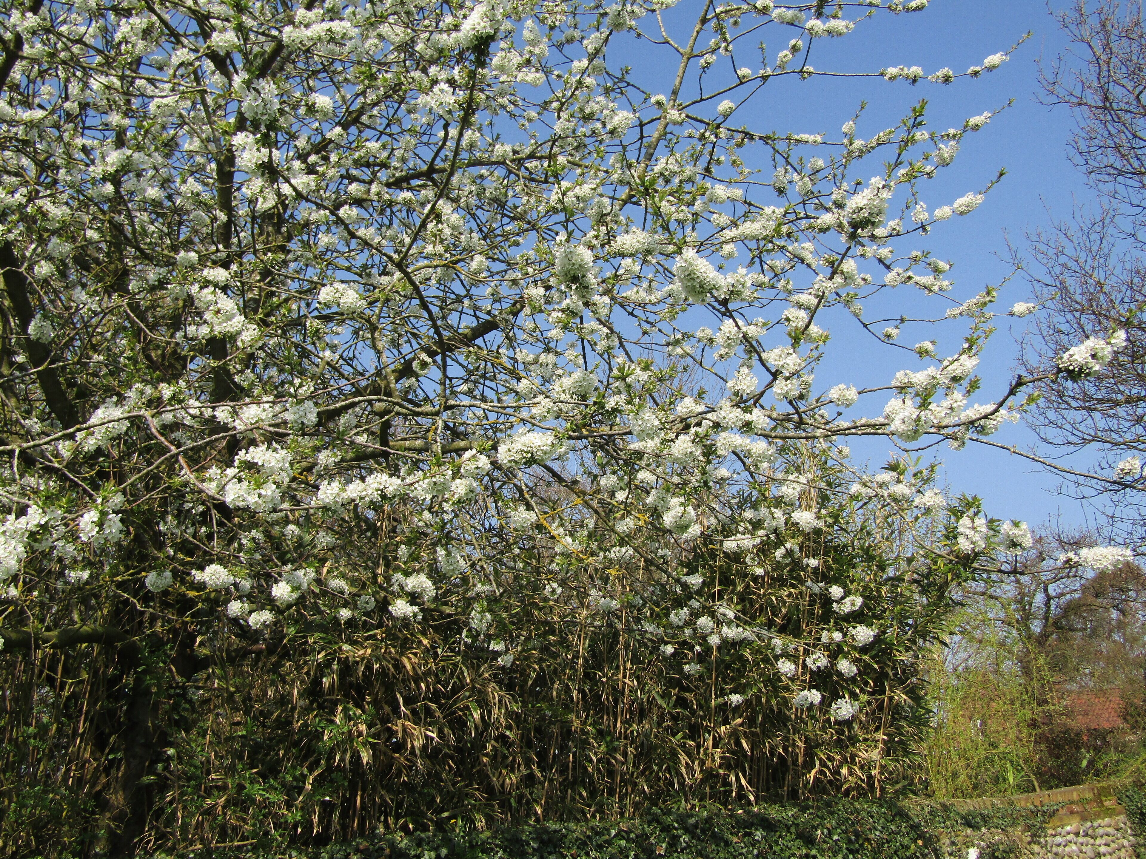 Cherry blossom in the churchyard of the parish church of Saint Mary the Virgin which is located within the village of Northrepps, Cromer, Norfolk.