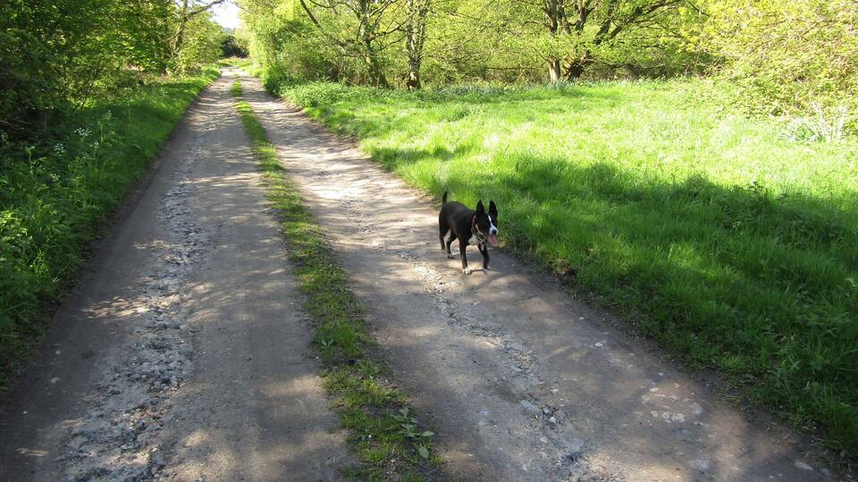 A dirt path surrounded by lush greenery and trees.