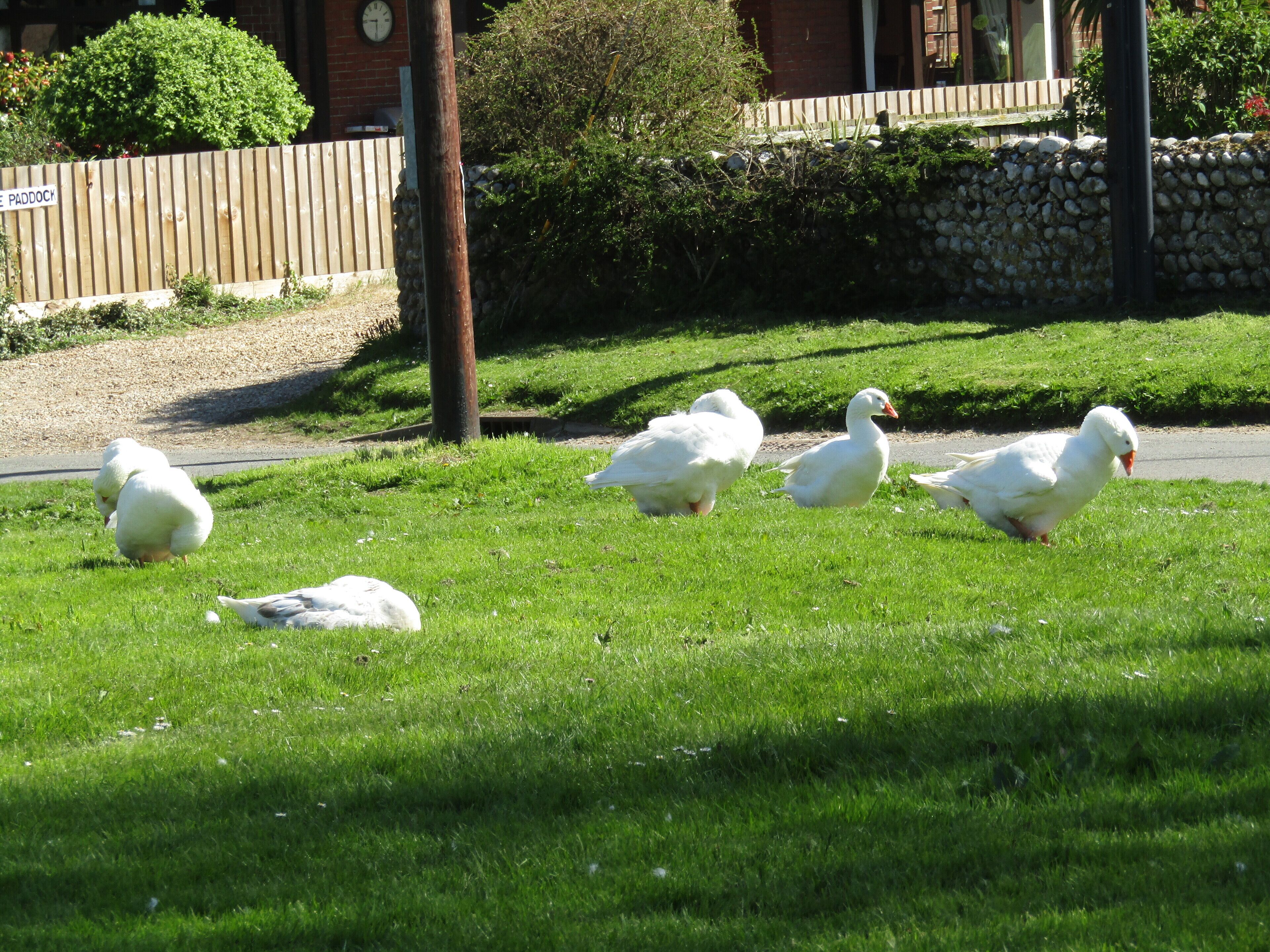 Embden Geese on East Runton Top Common Pond, East Runton, Cromer, Norfolk, England.