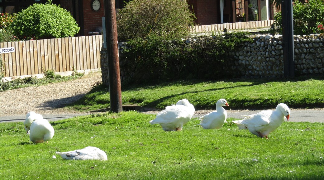 Embden Geese on East Runton Top Common Pond, East Runton, Cromer, Norfolk, England.