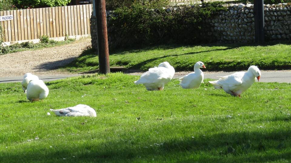 A group of geese grazing on a grassy lawn in a residential area.