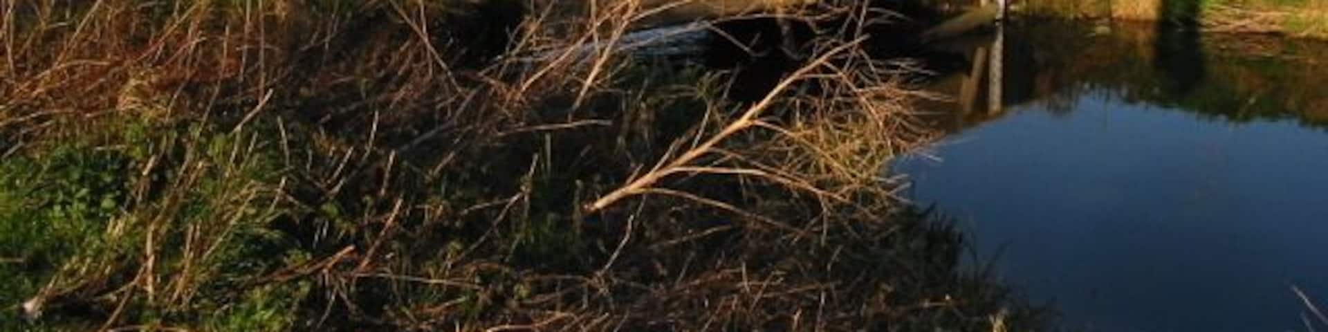 Bridge over the North Stream in the Lydden Valley