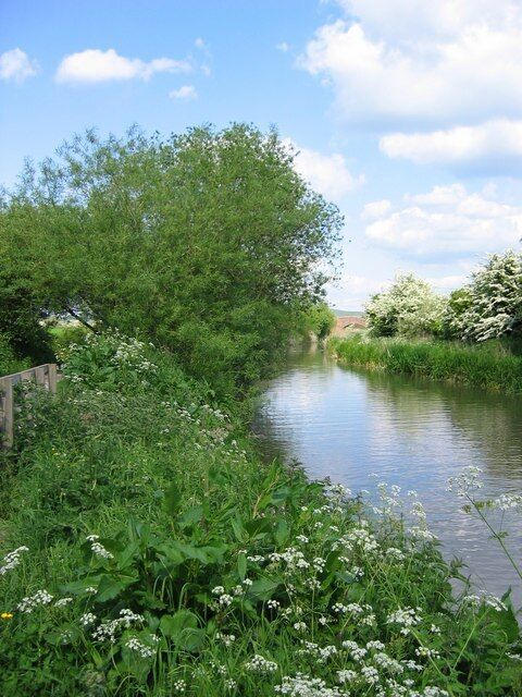 A calm river with lush greenery and white flowers along the banks.