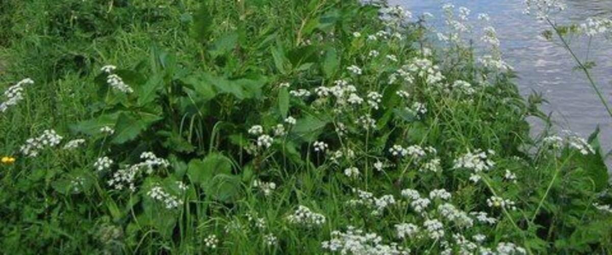 Une rivière paisible, bordée d’une végétation luxuriante et de fleurs blanches.