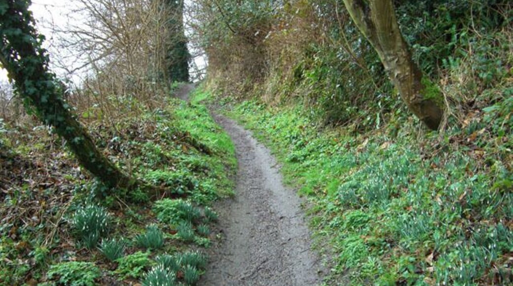 Canada Woods, Market Lavington Looking West along the lower footpath through Canada, formerly Beech Wood.