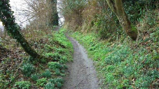 Canada Woods, Market Lavington Looking West along the lower footpath through Canada, formerly Beech Wood.