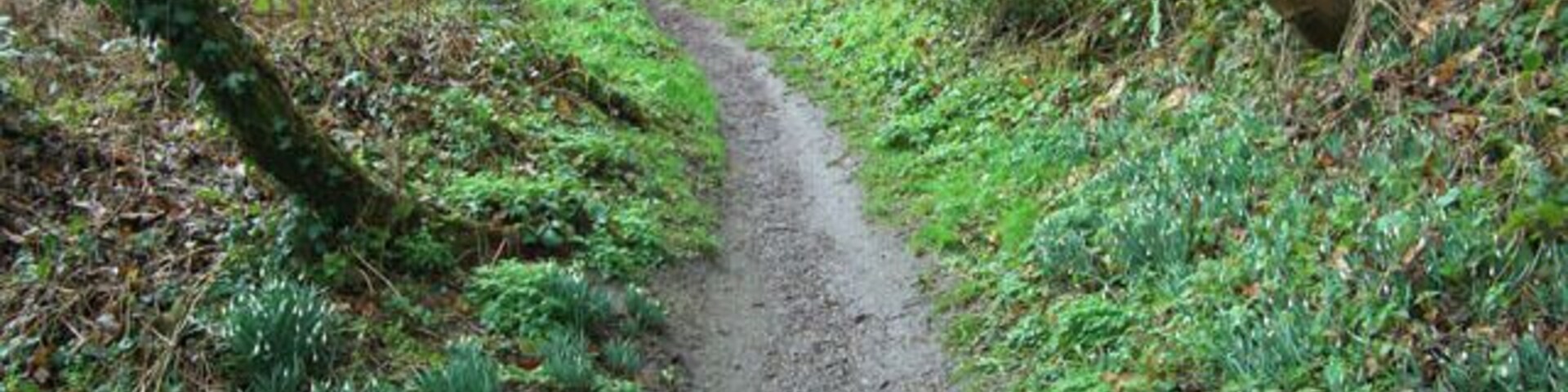Canada Woods, Market Lavington Looking West along the lower footpath through Canada, formerly Beech Wood.