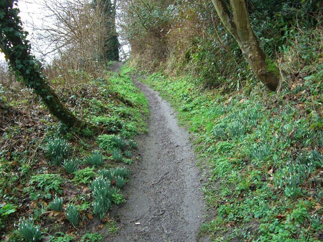 A narrow, gravel path winding through a forested area with green foliage and trees.
