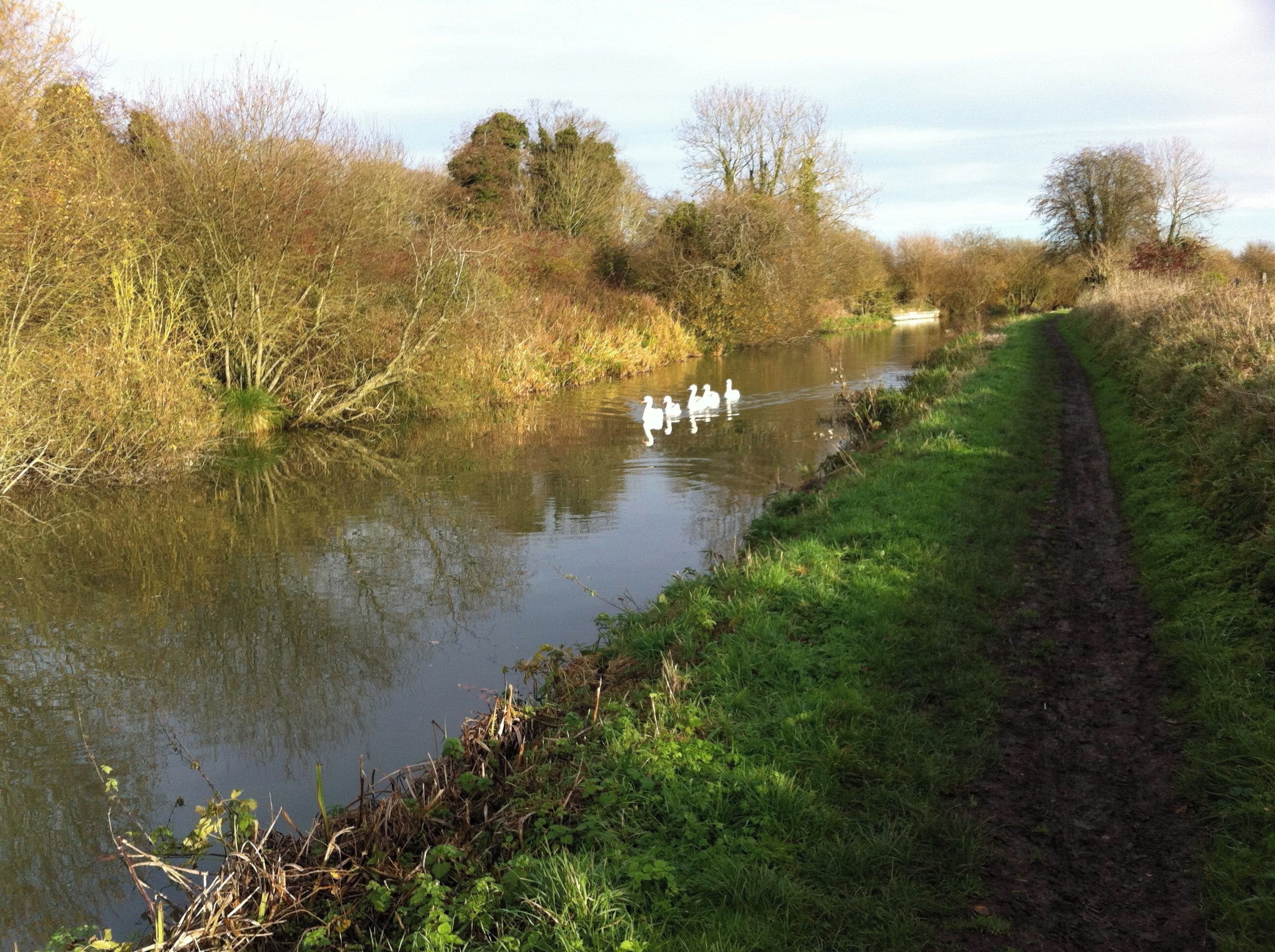 A picture of 5 swans coming up the Kennet And Avon Canal into Devizes