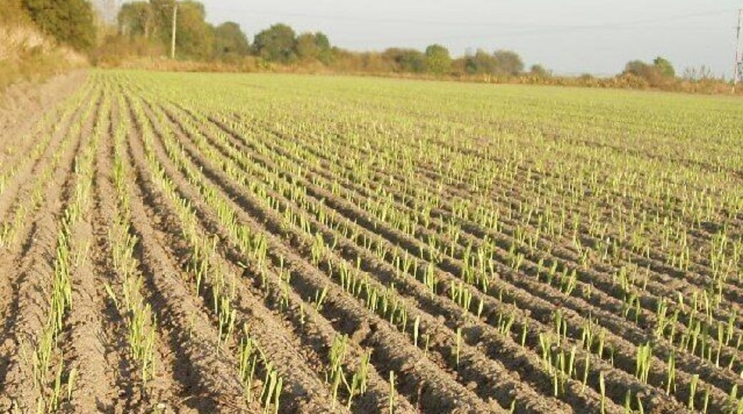New cereal growth by The Holloway, Urchfont.
