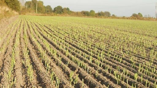 New cereal growth by The Holloway, Urchfont.